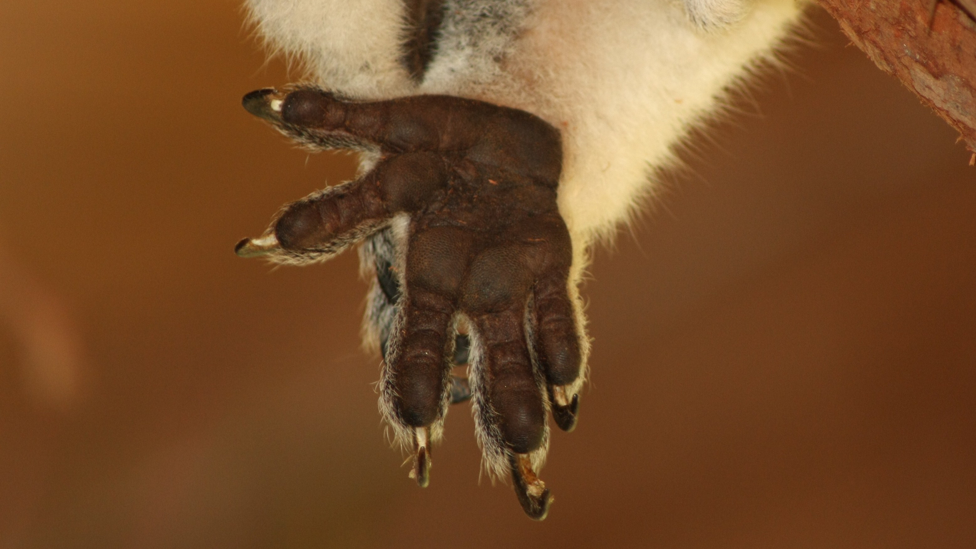 a photograph of a koala paw