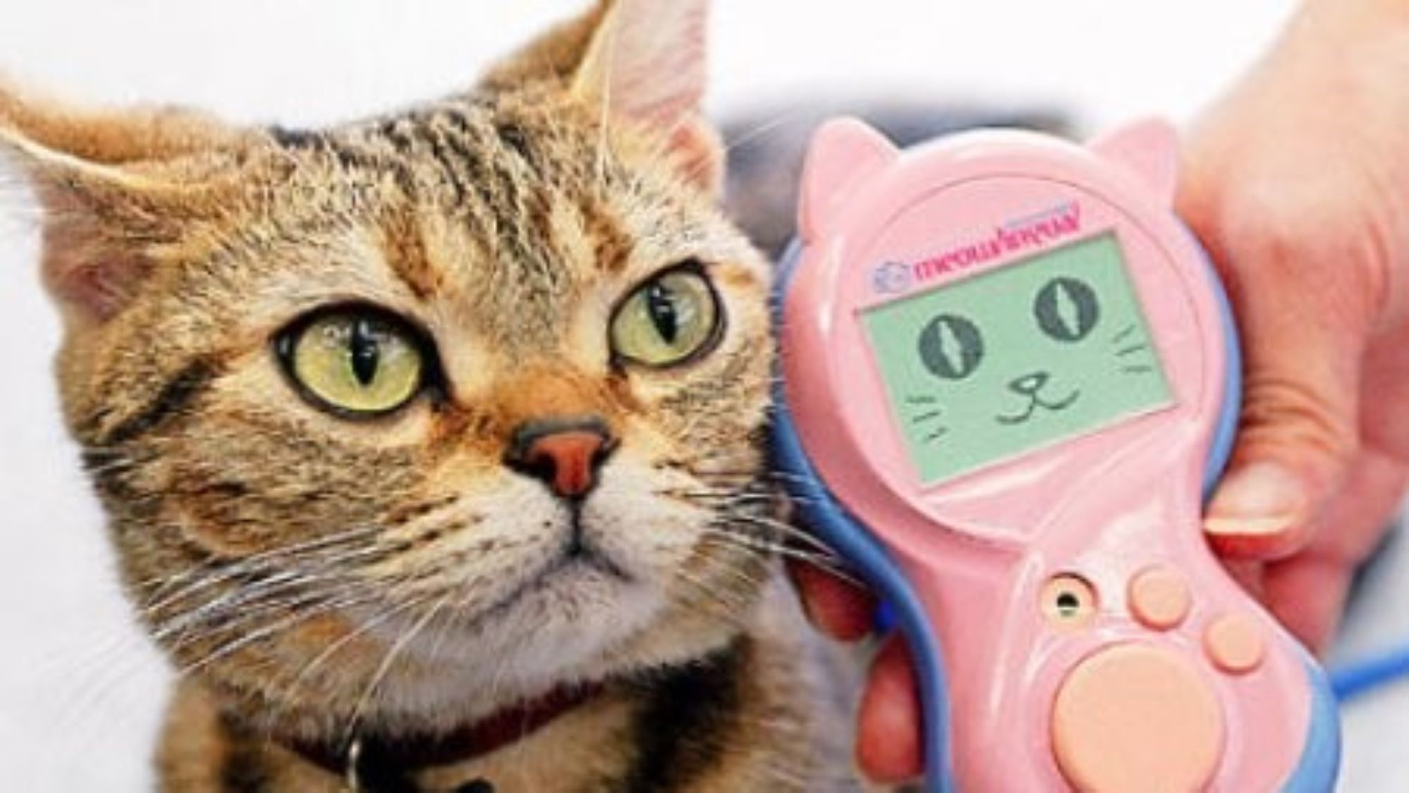 A cat and the Meowlingual translating device.