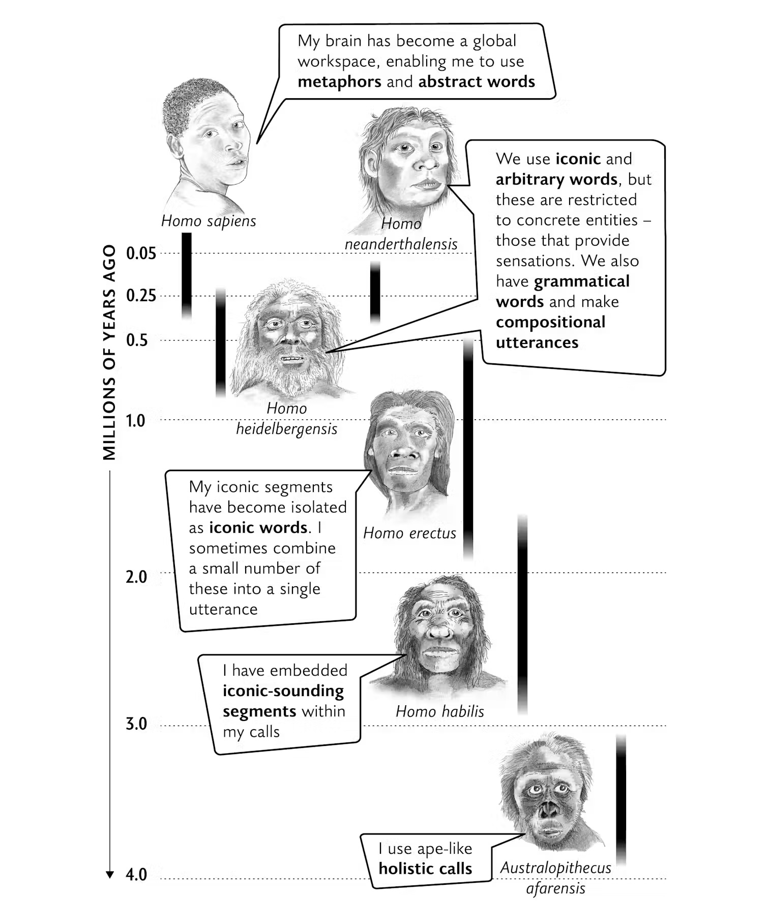 A diagram showing the evolution of human language.