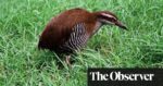 Vampire finches and lethal tree snakes: how birds went worldwide – and their battles for survival