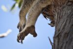 Are There Documented Circumstances of Koala Fingerprints Complicated Crime-Scene Investigators?
