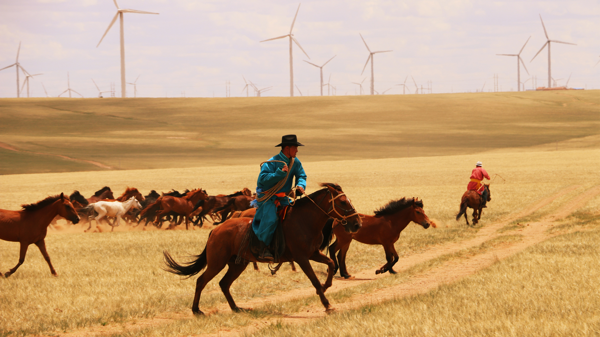 A man in a blue robe and a cowboy hat rides a horse while herding other horses on a grassy Inner Mongolian plain.