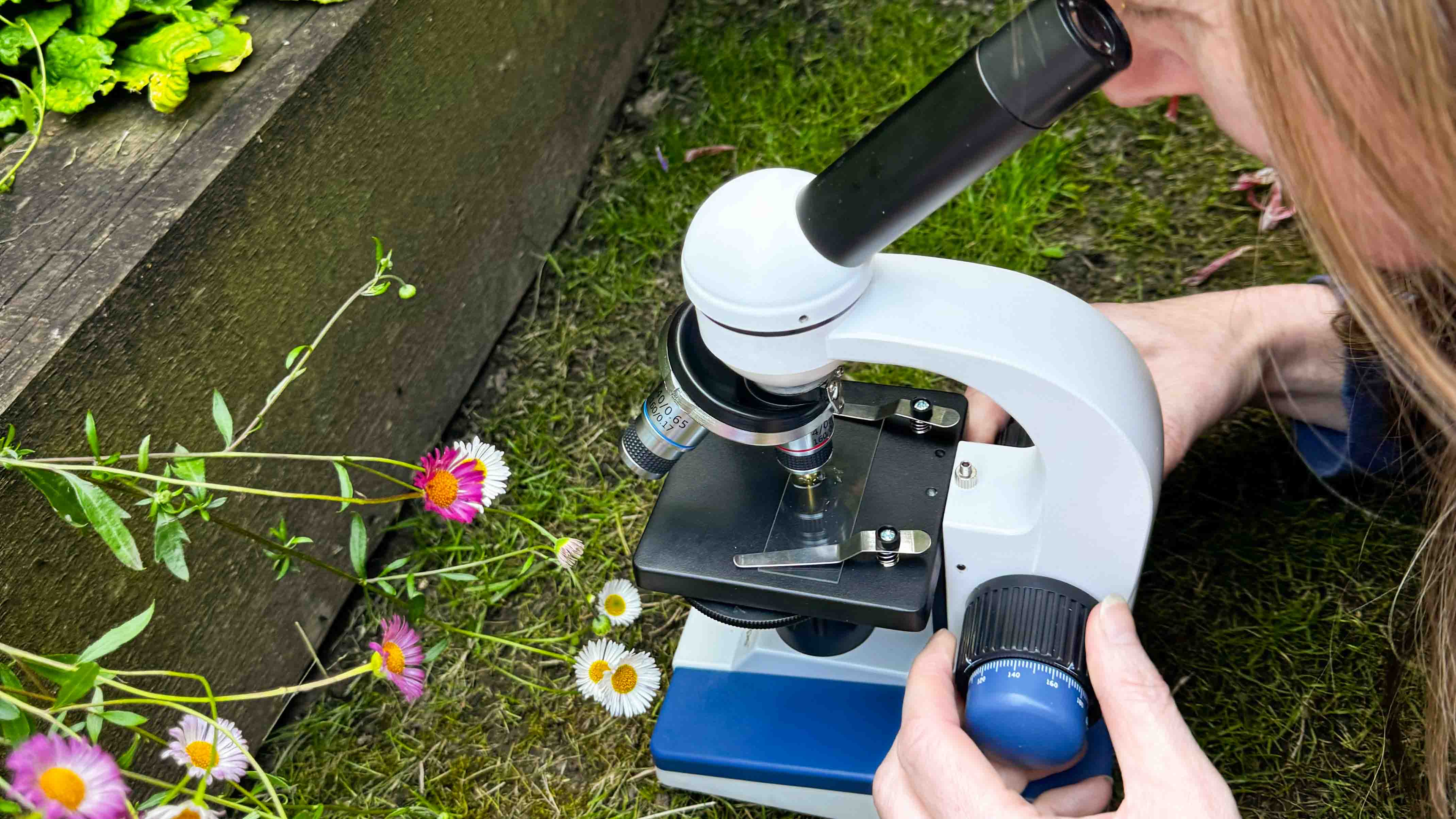 Microscope focusing being adjusted by the author next to daisies