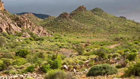 Getty Images Scrubland in the Northern Cape province, South Africa