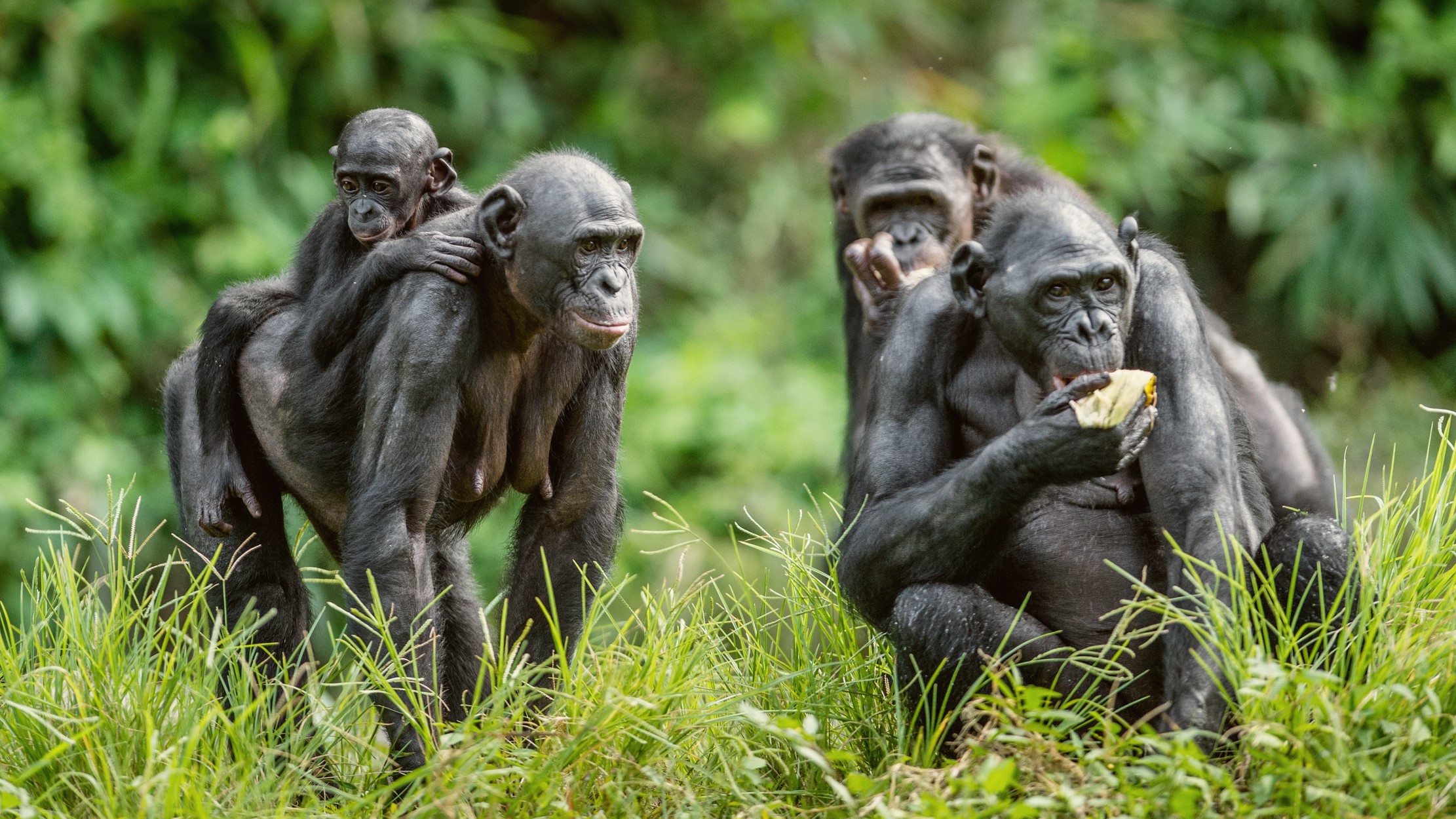 Four bonobos, including a female carrying her offspring on her back.