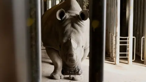 BBC/Kevin Church Zanta the rhino