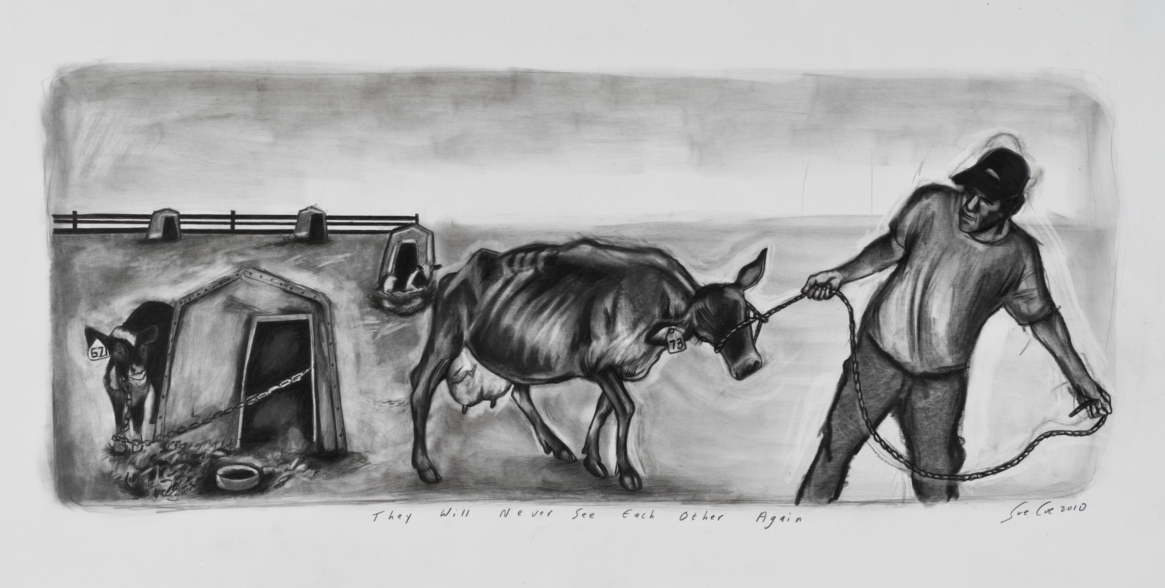 Black-and-white drawing of a farmer pulling away a mother dairy cow from her calf, who is watching her while tied by the neck to a hutch.