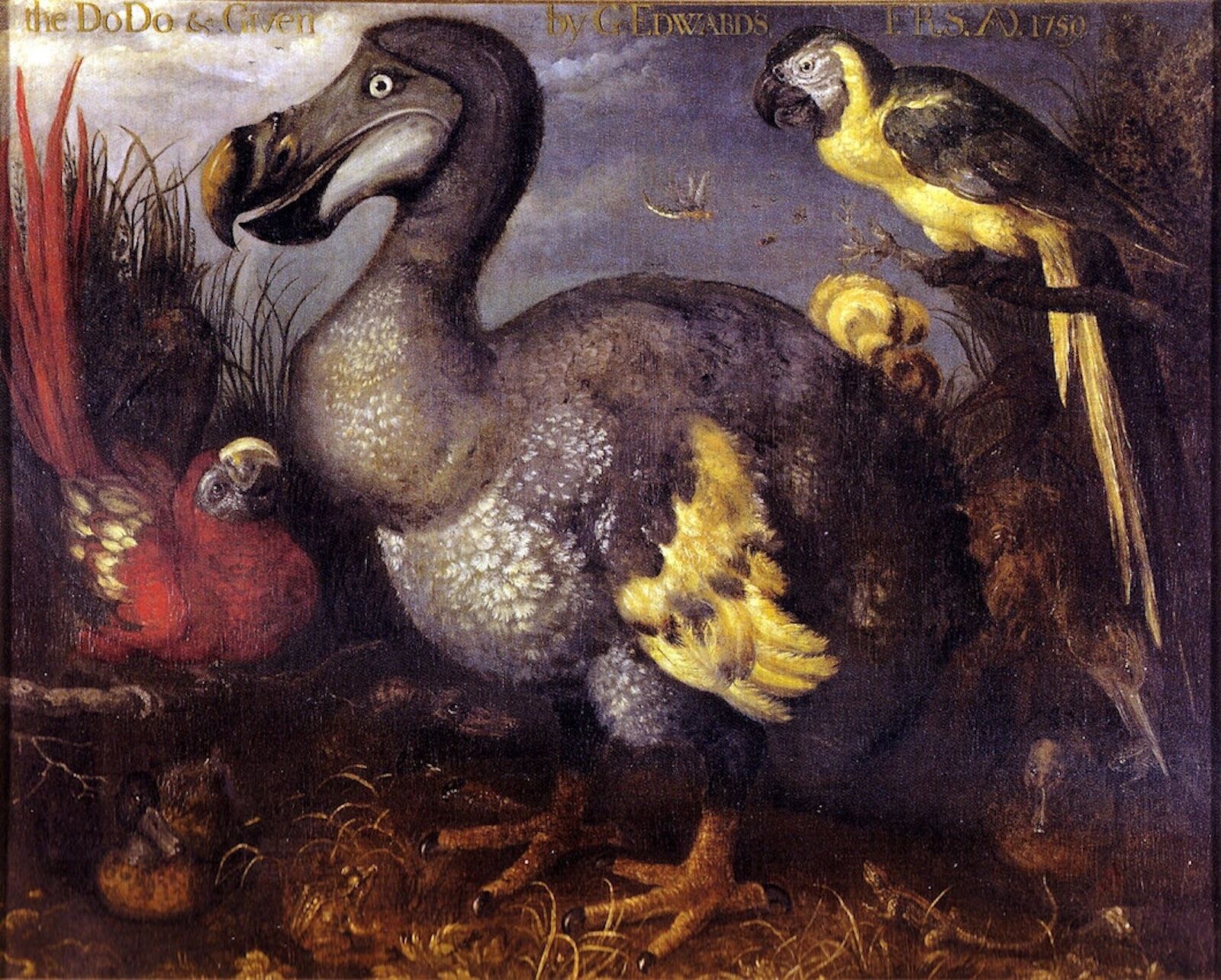 national park wildlife - dodo rendering