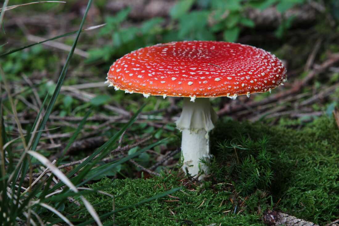 Amanita muscaria — also known as fly argar