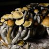 Psilocybin mushroom grown in Littleton, Colo. Use of the psychoactive drug is growing in popularity in the U.S.