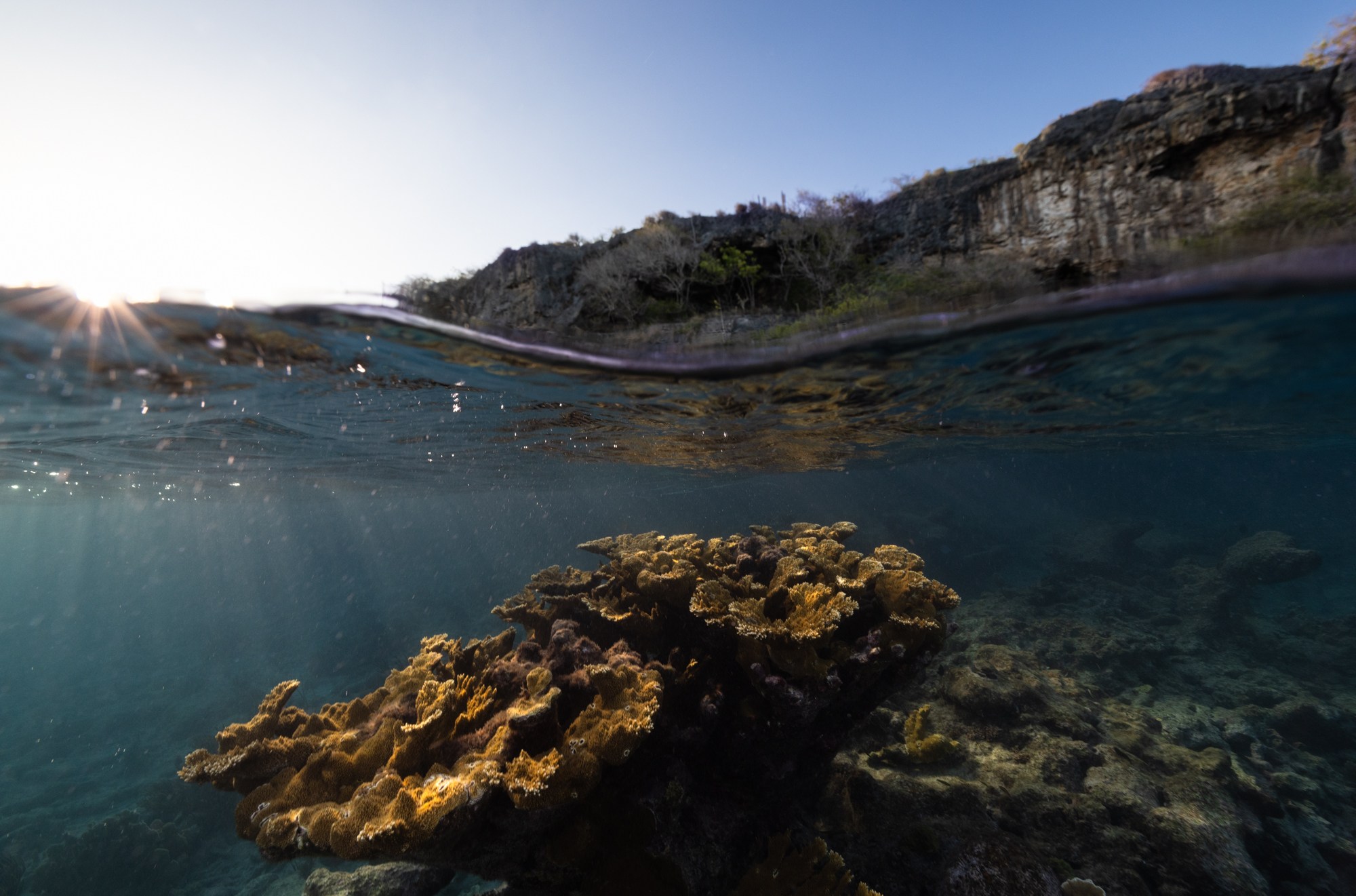 A colony of elkhorn coral near the rocky coast of Bonaire, an island in the south Caribbean.