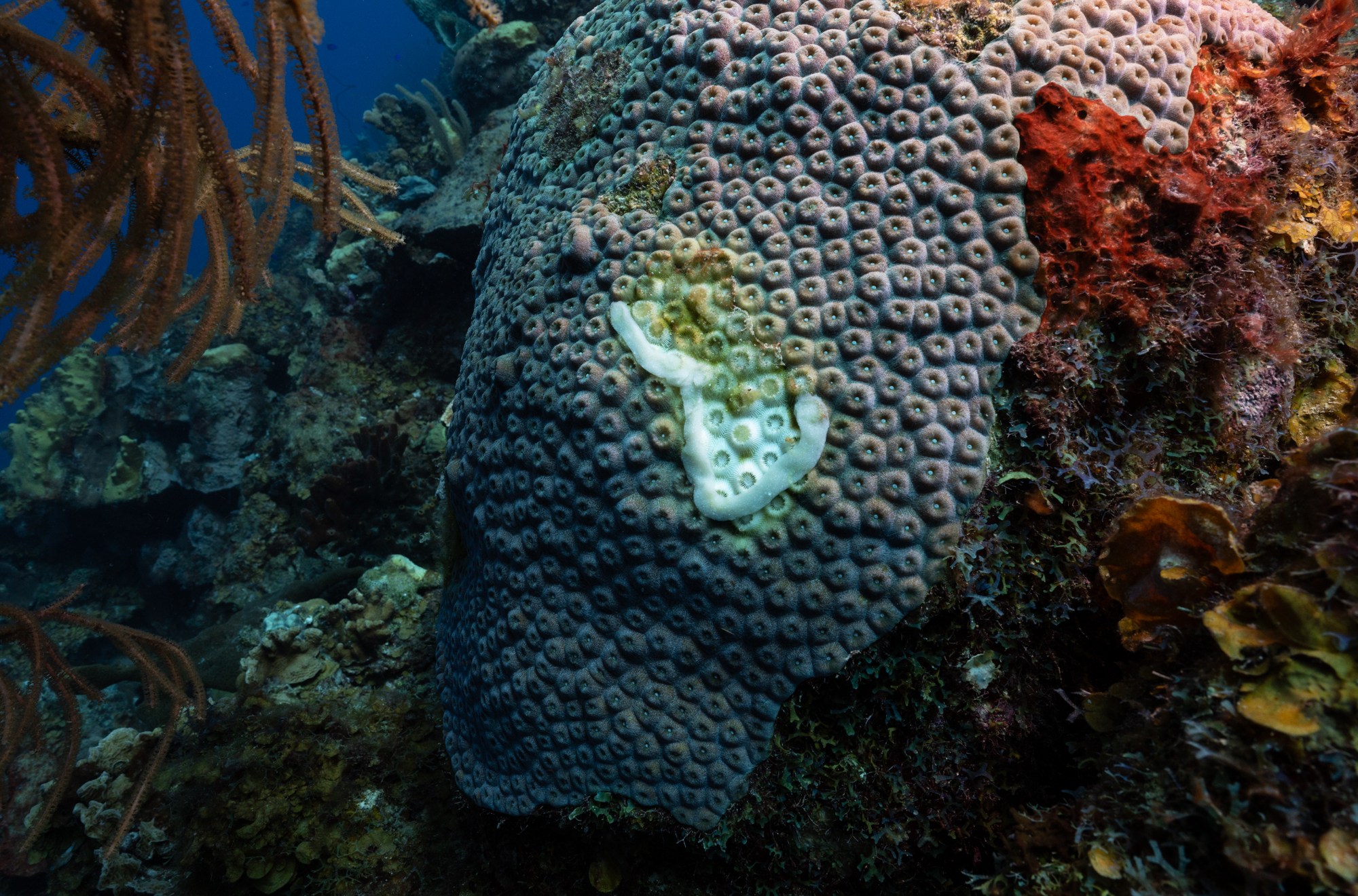 A small SCTLD lesion on a colony of great star coral with antibiotic paste.