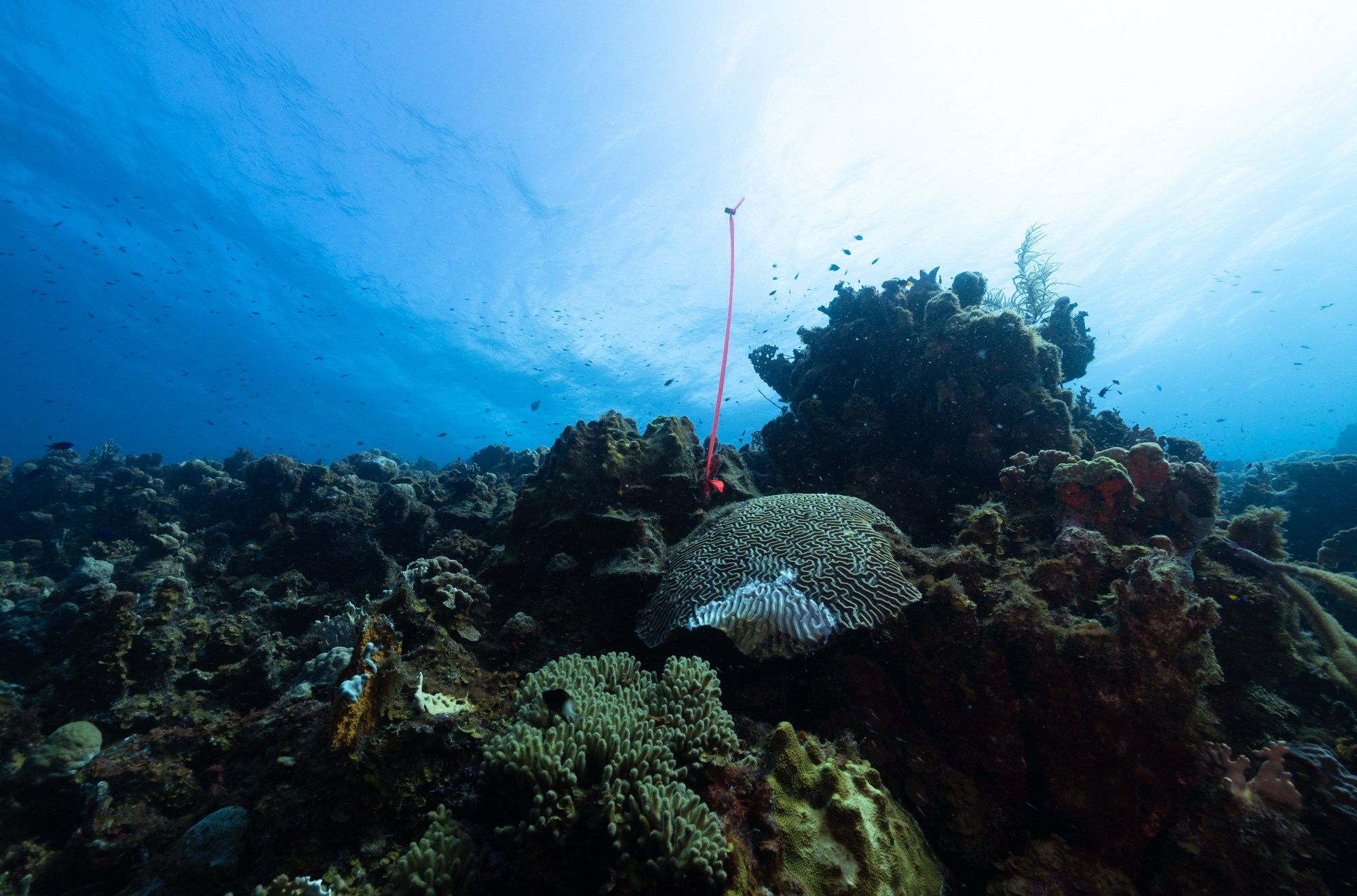 Orange tape marks corals that STINAPA is monitoring for SCTLD.