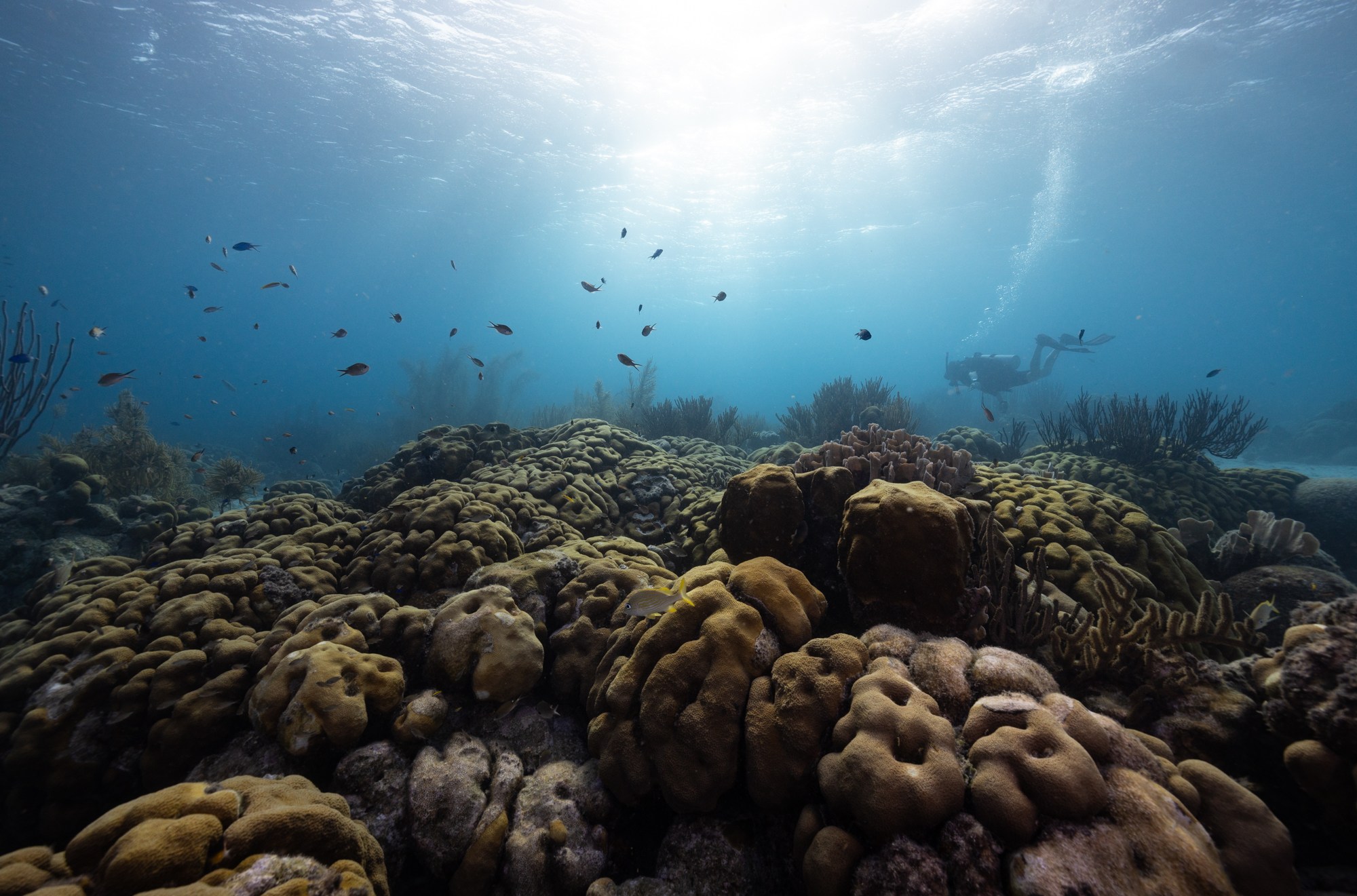 A scuba diver swimming in the distance, with lumpy coral in the foreground.