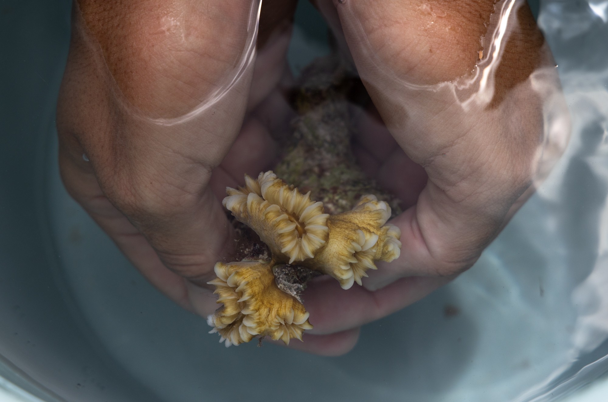 De Kool places a fragment of smooth flower coral into a bucket, which she’ll deliver to Reef Renewal Bonaire, an organization that raises coral to restore reefs.