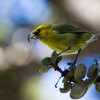 Suppressing mosquitoes could give birds like the kiwikiu a chance to survive. “There is no place safe for them, so we have to make that place safe again,” says Chris Warren of Haleakalā National Park. “It’s the only option.”