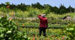 Experimental sensors purpose to detect early indicators of heatstroke and warn farmworkers