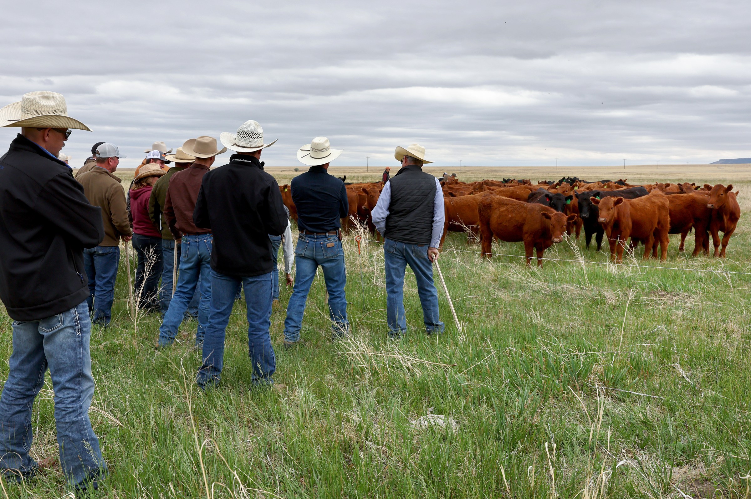 A group of ranchers standing in front of cattle.