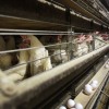 Chickens stand in their cages at a farm in 2009, near Stuart, Iowa. Millions of chickens have been culled in Iowa, Colorado and other states in the current H5N1 bird flu outbreak.