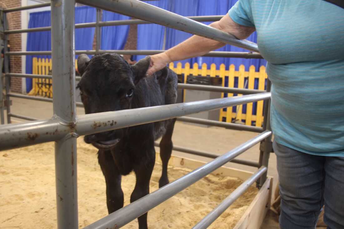 At the fair, members of the public are able to interact with animals. Health experts are advising at-risk people to exercise caution.