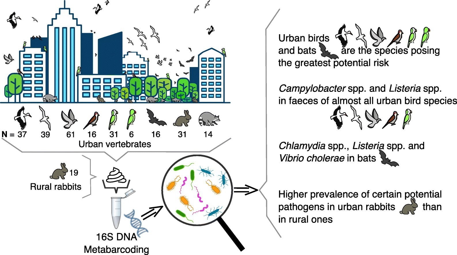 Graphical abstract