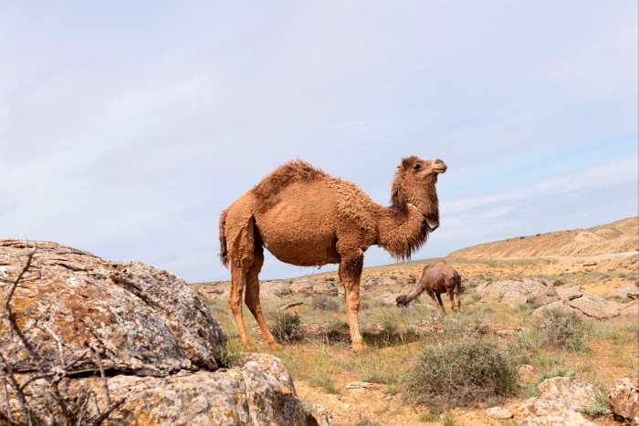 Two humpback camels, one close to the camera, seen grazing in a wild rocky landscape