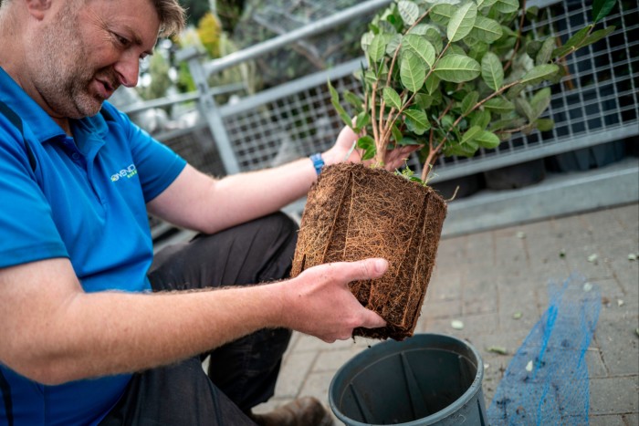 A member of staff at Provender Nurseries checks a plant’s roots for imported pests