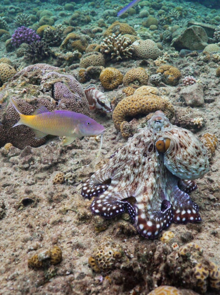 An Octopus cyanea hunts with a blue goatfish while a blacktip grouper lies in wait. The snout of a cornetfish is also visible at the top of the frame.