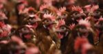 CDC says no ‘clear supply’ of fowl flu an infection in Missouri affected person