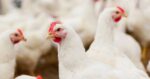 CDC says a second well being care employee tied to Missouri chook flu case had signs