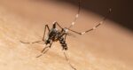 Fall is approaching, however mosquito season is not over