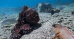 Octopuses seen searching along with fish in uncommon video — and punching fish that do not cooperate