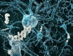 New Alzheimer’S Research Reveal Illness Biology, Danger For Development, And The Potential For A Novel Blood Take a look at