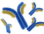 An experimental monoclonal antibody appears effective against several strains of SARS-CoV-2 virus.