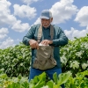 Hilery Gobert harvests white bush scallop squash on July 16, 2024. Standing among big-leafed plants, he puts a white-colored squash into a sack that he's wearing around his neck.