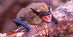 The astonishing hyperlink between bats and the deaths of human infants