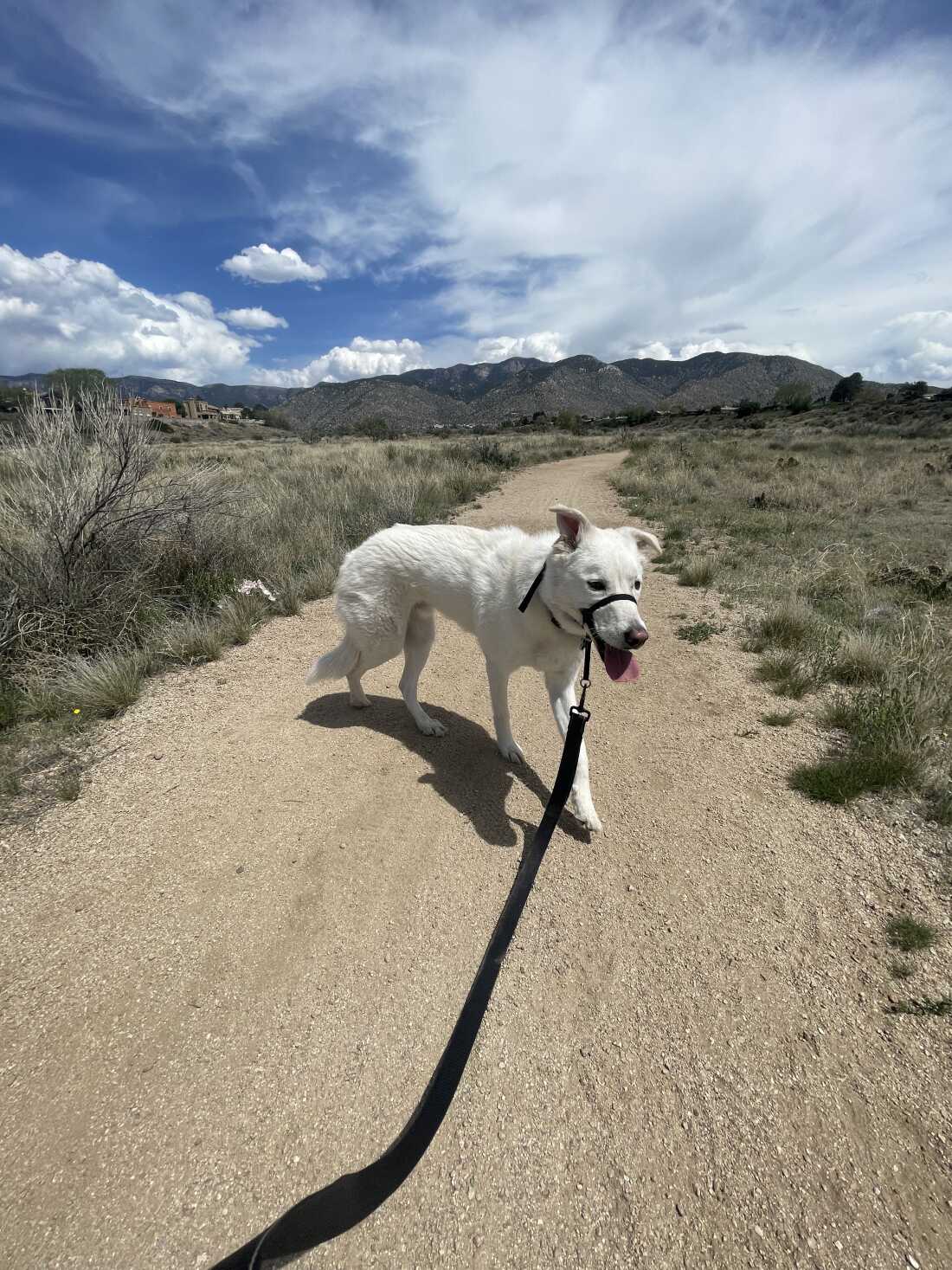 Ravi's companion, Finn, a medium-sized white dog. He's pictured on a leash in a desert landscape. 