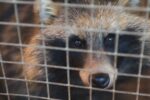 Chinese language farmed fur animals discovered to harbor dozens of novel viruses