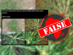 No, widespread goosegrass can not reverse kidney failure