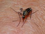 New drug MED6-189 exhibits promise in opposition to drug-resistant malaria