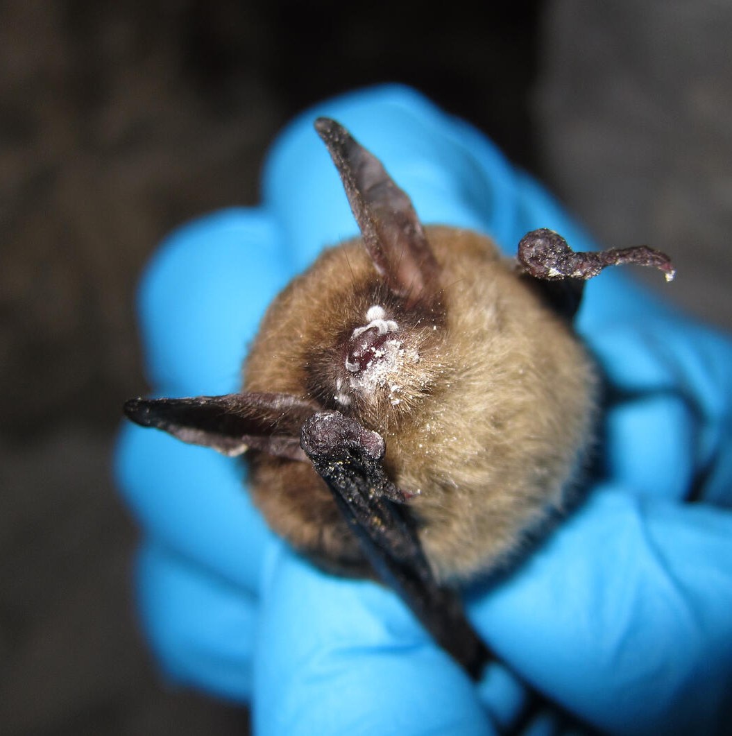 A small furry brown bat has white mold collecting around its nose and mouth, held in a pair of blue-gloved hands.