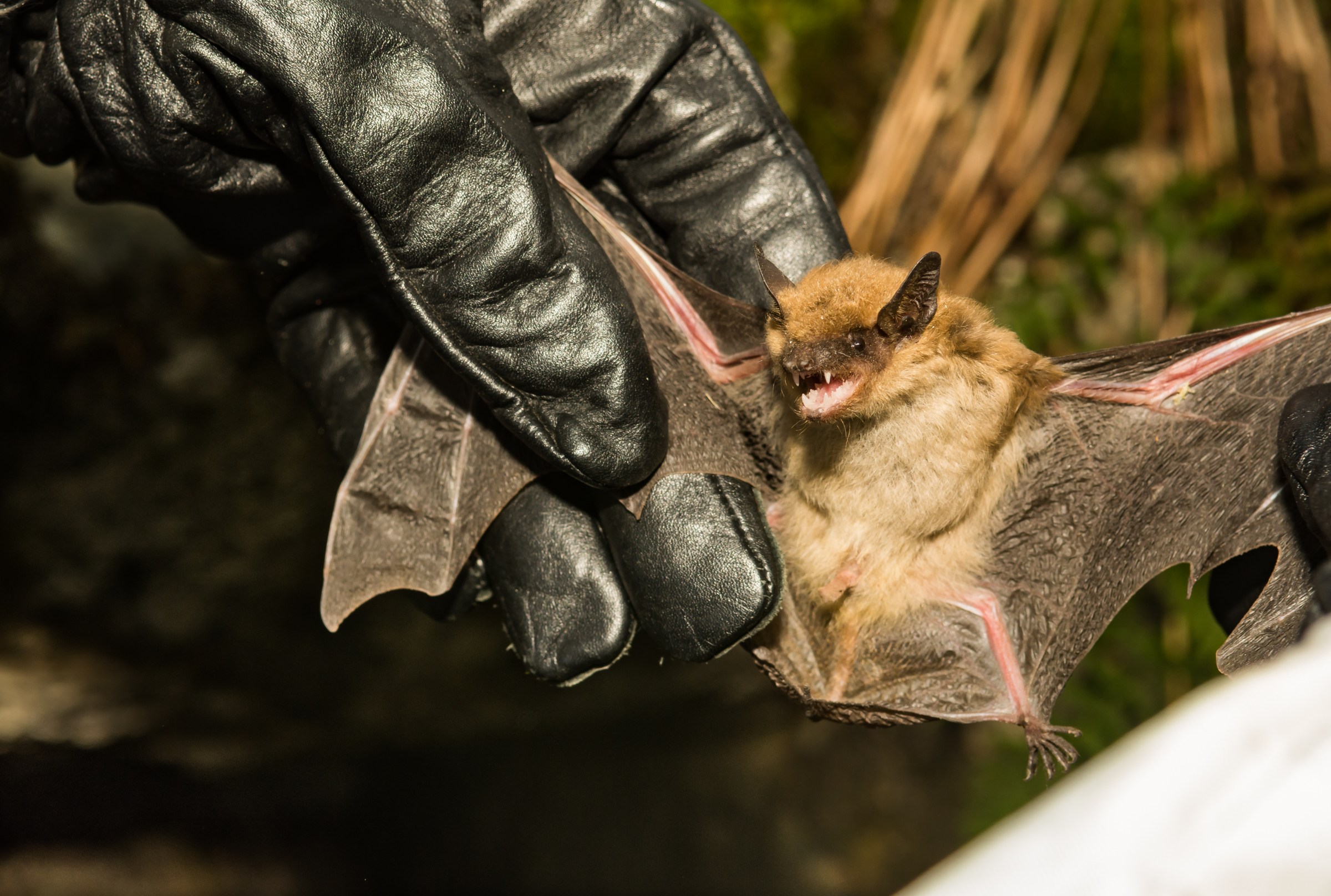 A small brown bat is held by its wings by two leather-gloved hands.