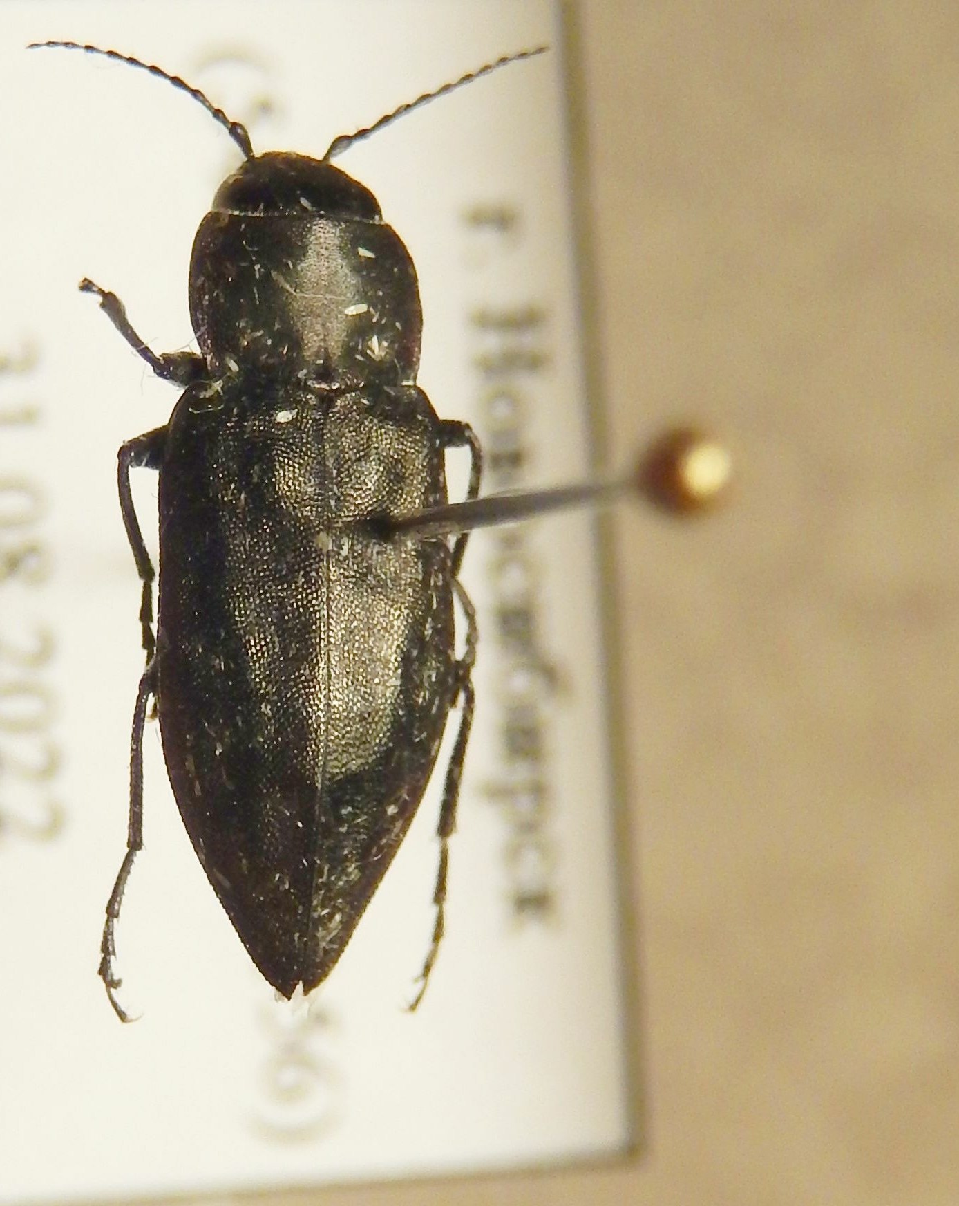 A black fire beetle, Melanophila acuminata.