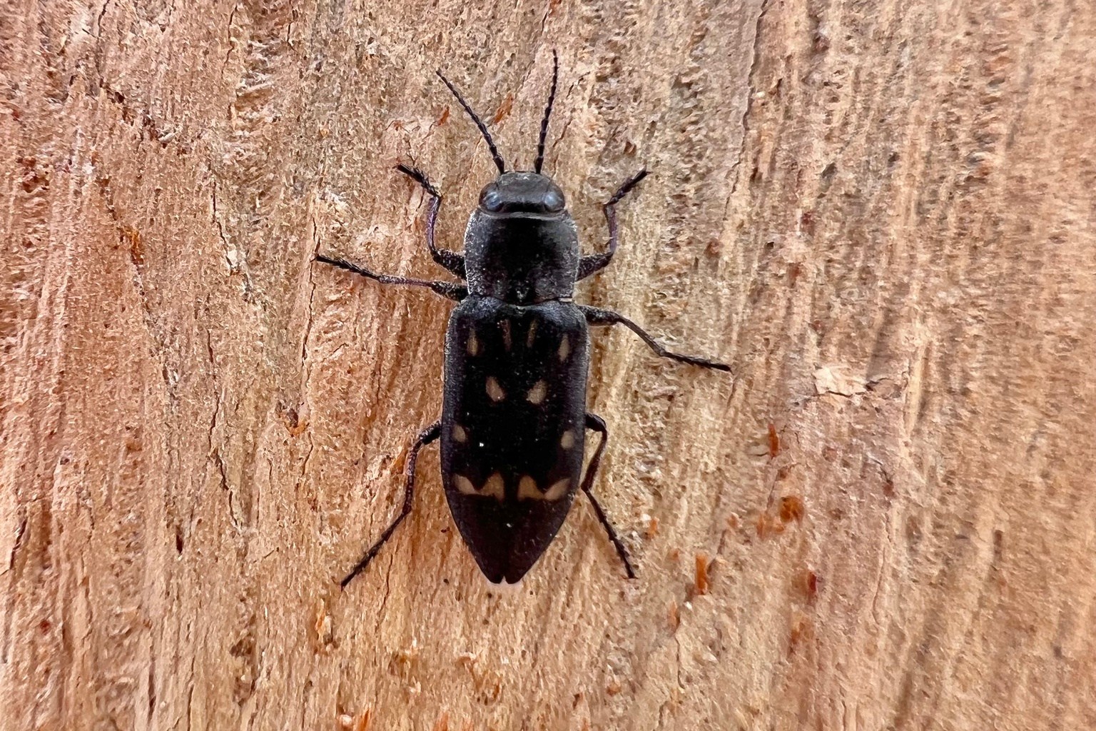 A charcoal beetle seen near San Diego, California.