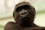 Apes Have By no means Requested Questions Regardless of Scientists Speaking with Them Since ’60s?