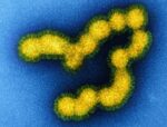 US research uncovers antiviral resistance in swine-origin influenza, urging enhanced pandemic surveillance