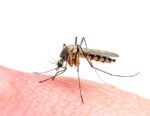 Increased cases of mosquito-borne diseases demand greater public awareness.