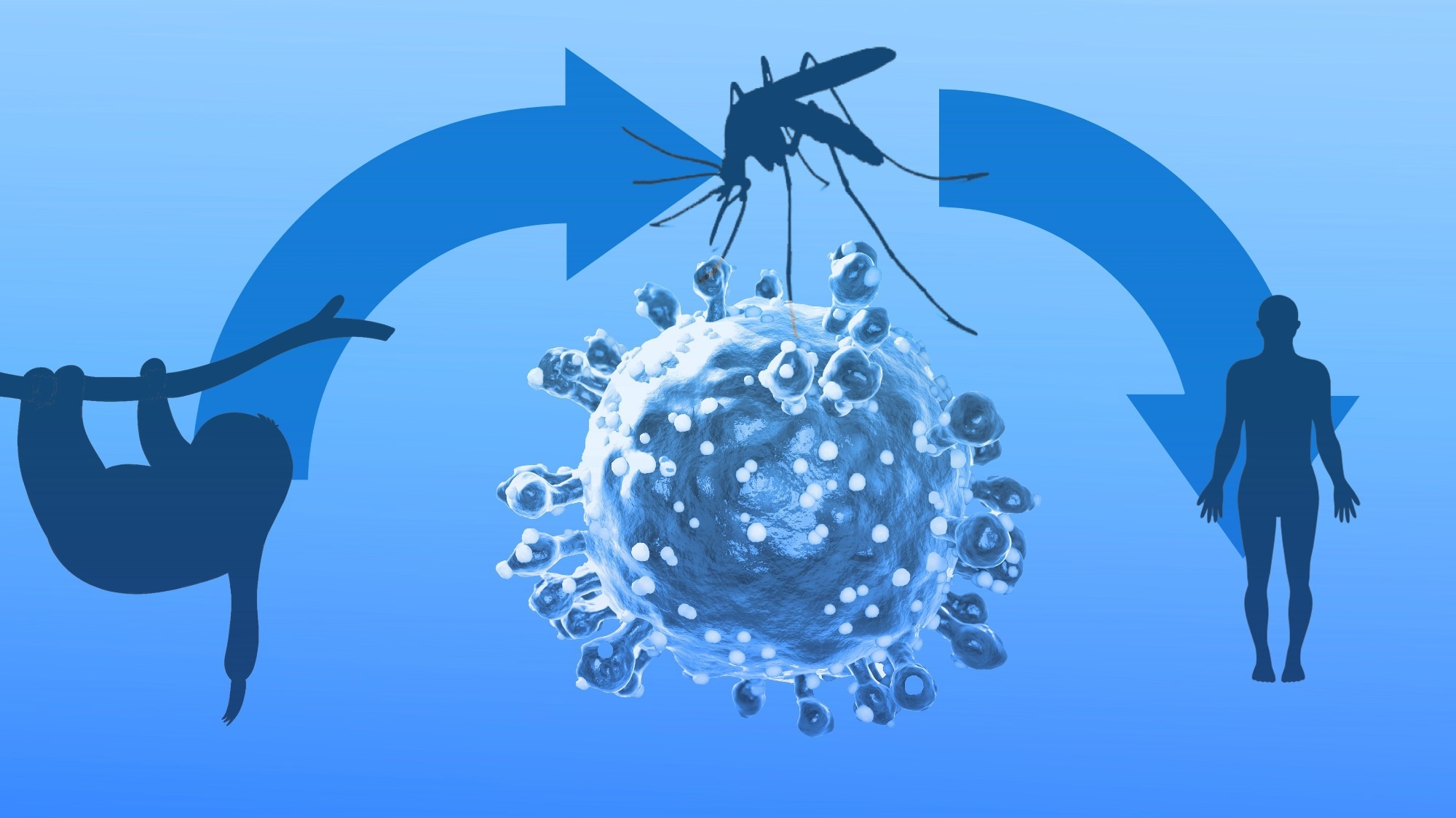 Synopsis: Reemergence of Oropouche Virus in the Americas and Risk for Spread in the United States and Its Territories, 2024. Image Credit: CI Photos / Shutterstock