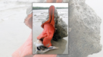 Picture Reveals ‘Big Horse Conch’ Present in Florida?