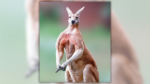 Male Kangaroos Flex Their Biceps to Delight Females?